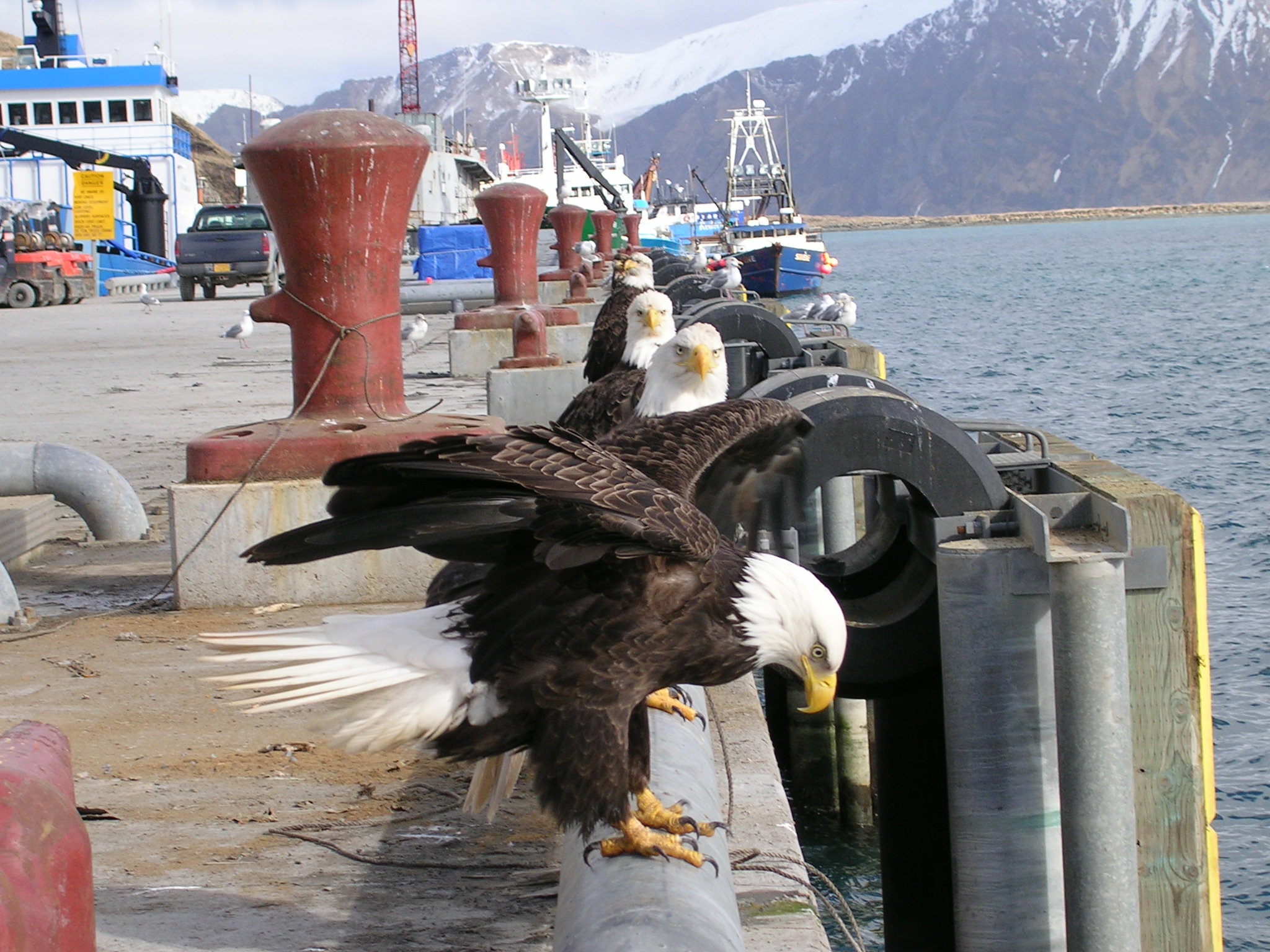 Eagles on the dock, Dutch Harbor, Alaska