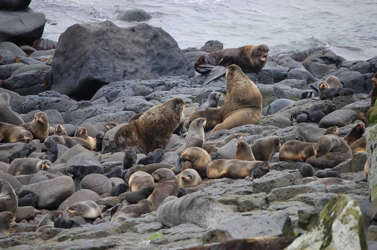 Fur seal rookery on St. Paul Island, Pribilofs, Alaska