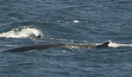 fin whales, photo Aaron Lang