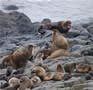 Fur seal rookery on St. Paul Island, Pribilofs, Alaska