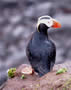 A puffin on the cliffs at St. Paul Island, Alaska