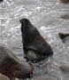 A seal in shallow water with rocks at St. Paul Island, Pribilofs, Alaska
