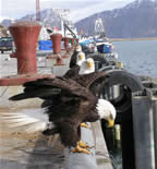 Eagles on the dock at Dutch Harbor. Photo by C. Dewitt.
