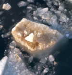Upturned chunck of ice showing brown algae growth. Photo by C.Ladd