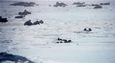 Walrus on Ice in Bering Sea